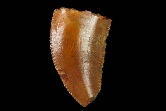 Serrated, Raptor Tooth - Real Dinosaur Tooth #158932